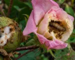 Old World Bollworm