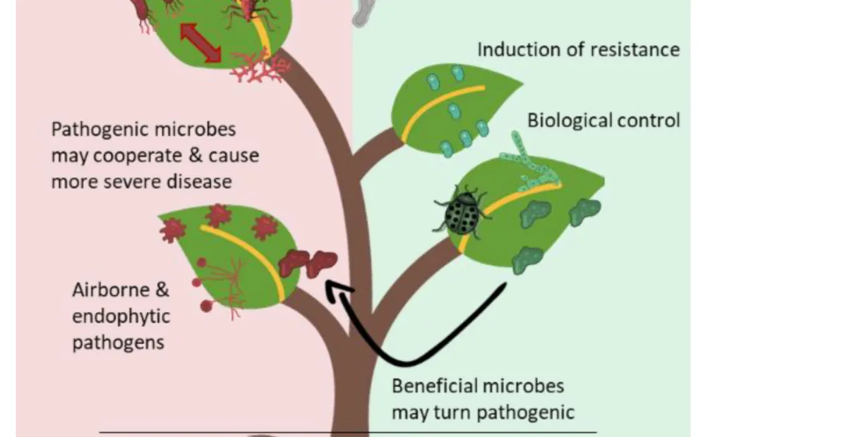 Olive Knot Disease