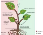 Olive Knot Disease