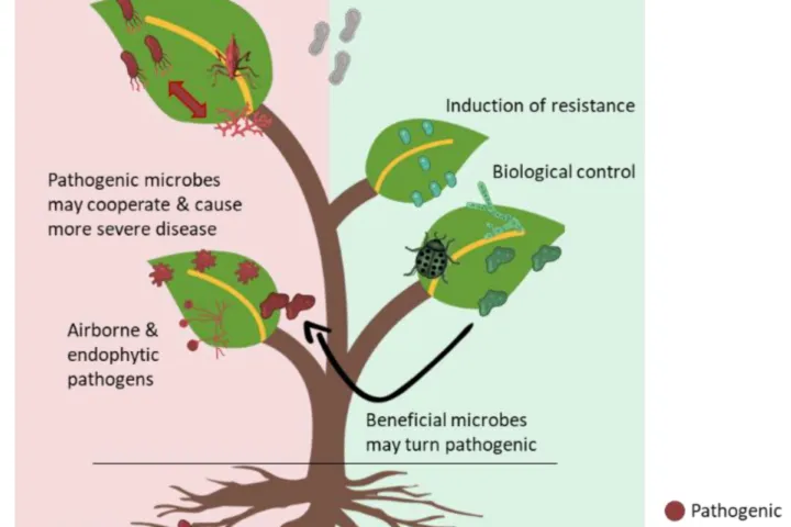 Olive Knot Disease