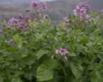 Olluco (Ullucus tuberosus) – Pflege