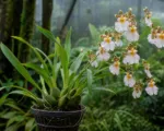 Oncidium alexandrae care guide