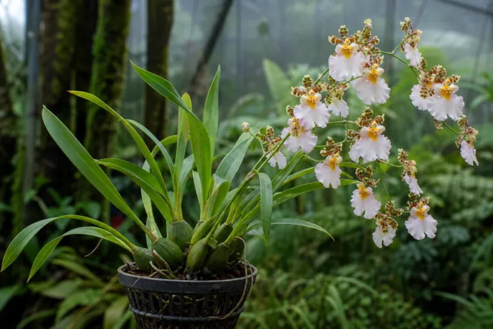 Oncidium alexandrae