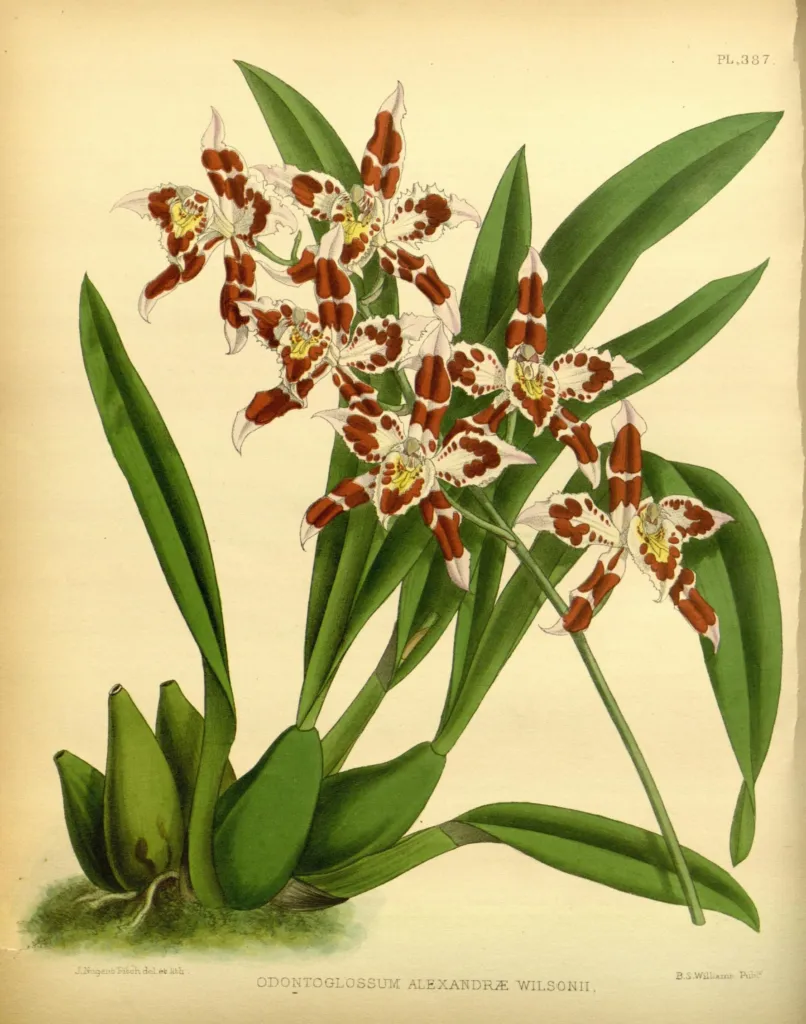Oncidium alexandrae – (Oncidium alexandrae) – typisches Erscheinungsbild, Pflanzenfoto