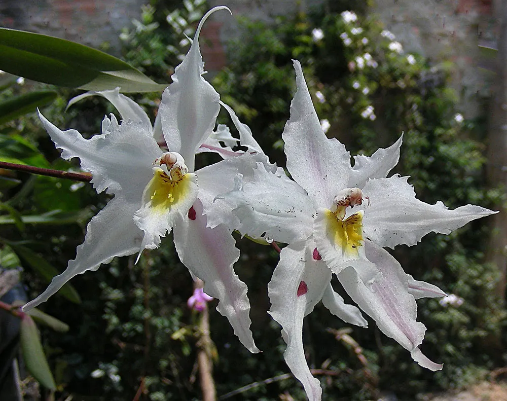 Oncidium alexandrae – (Oncidium alexandrae) – typisches Erscheinungsbild, Pflanzenfoto