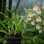 Oncidium alexandrae – (Oncidium alexandrae) – Pflanzenfoto