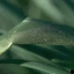 Onion downy mildew