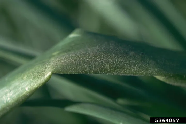 Onion downy mildew