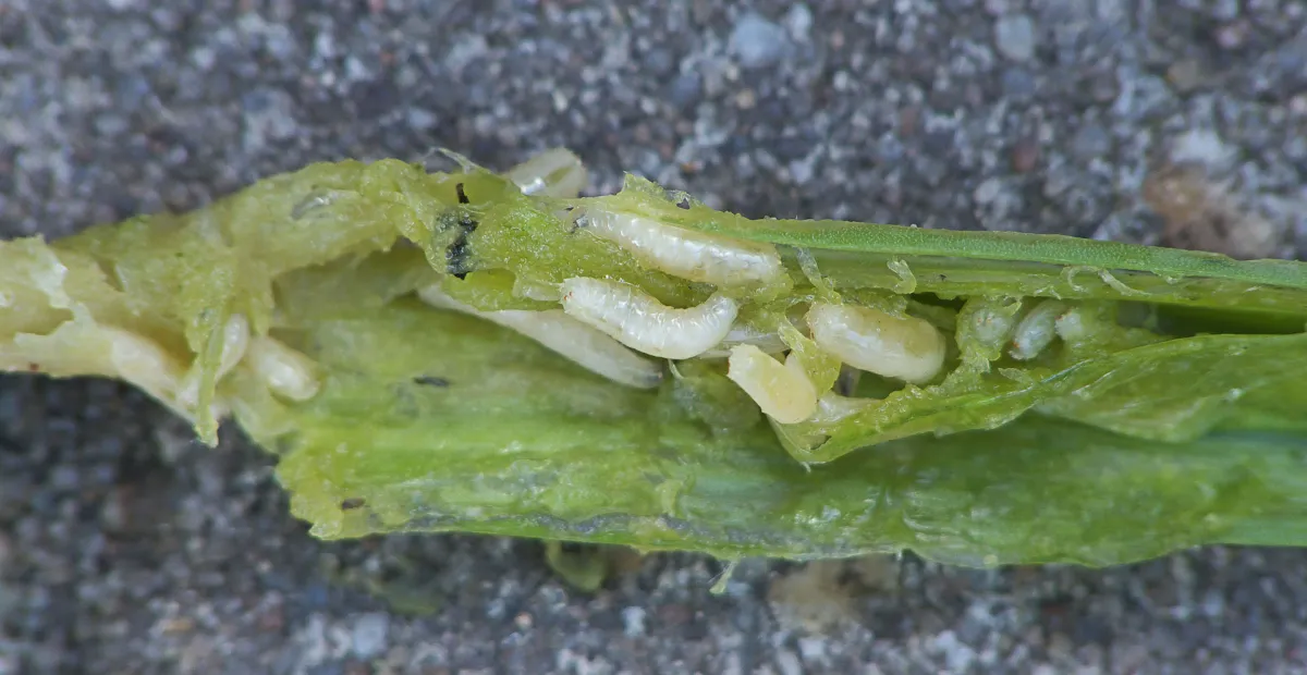 Onion Maggot