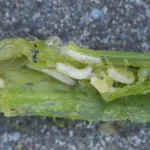 Onion Maggot