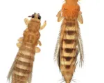 Onion thrips