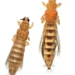 Onion thrips
