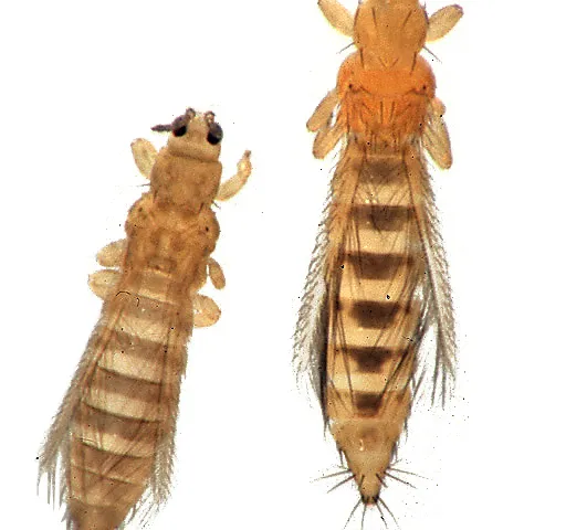 Onion thrips