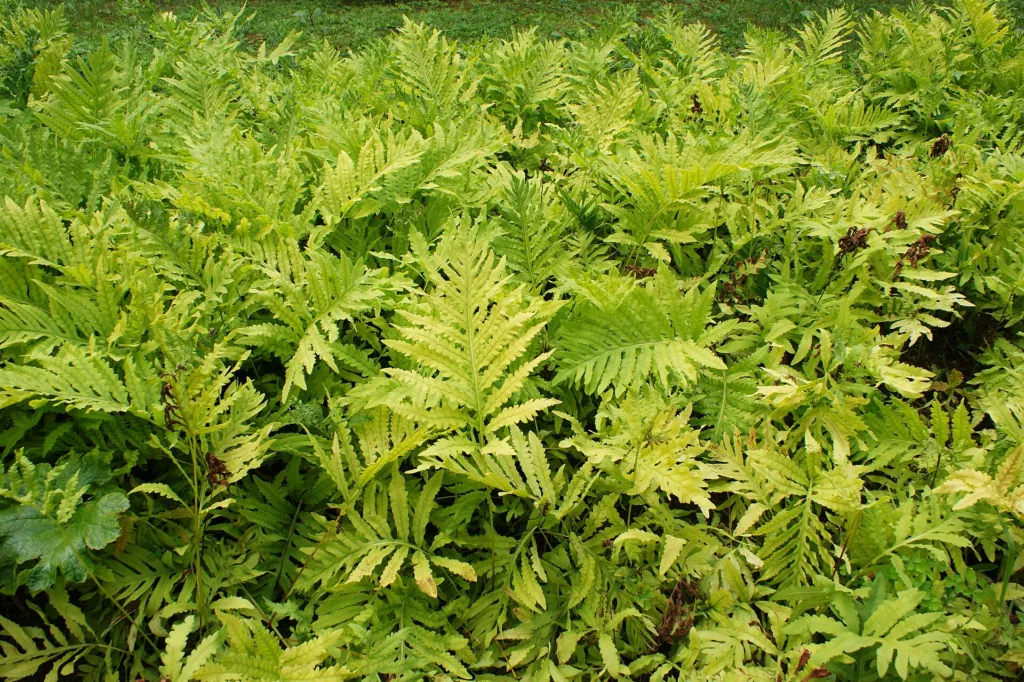 onoklea wrażliwa (Onoclea sensibilis) – in a garden setting, plant photo