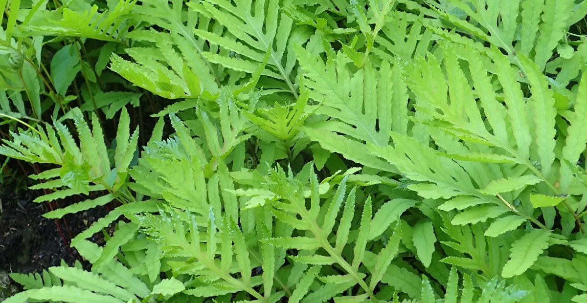 he bead fe (Onoclea sensibilis) – plant photo