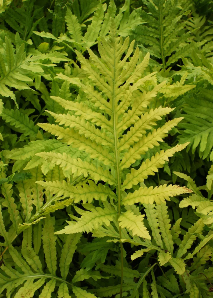 onoklea wrażliwa (Onoclea sensibilis) – in a garden setting, plant photo