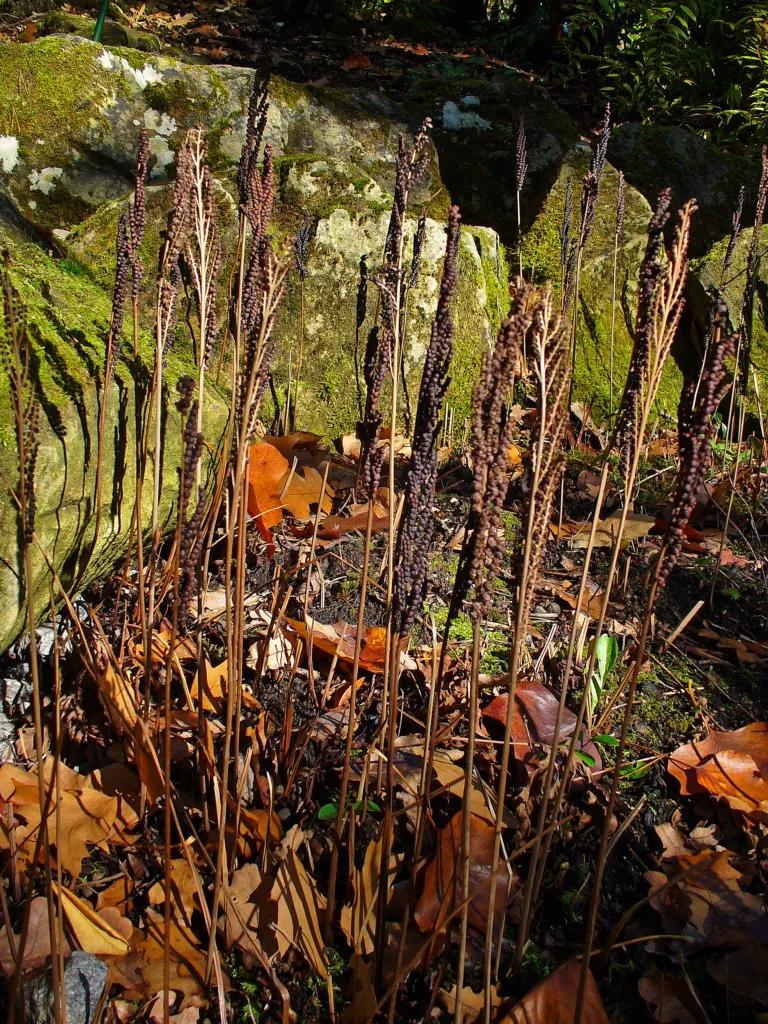 onoklea wrażliwa (Onoclea sensibilis) – in a garden setting, plant photo