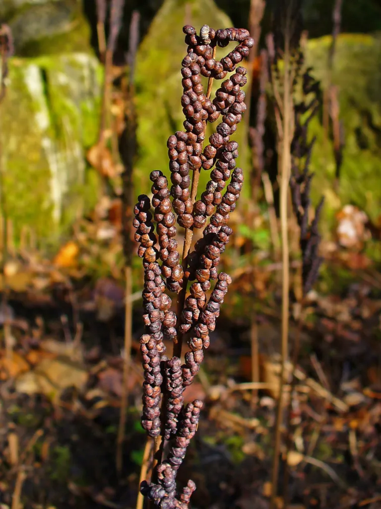 onoklea wrażliwa (Onoclea sensibilis) – in a garden setting, plant photo