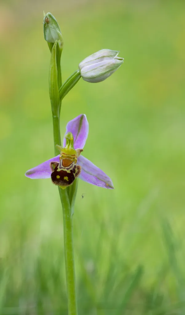 Bienen-Ragwurz (Ophrys apifera) – Blüten in Nahaufnahme, Pflanzenfoto