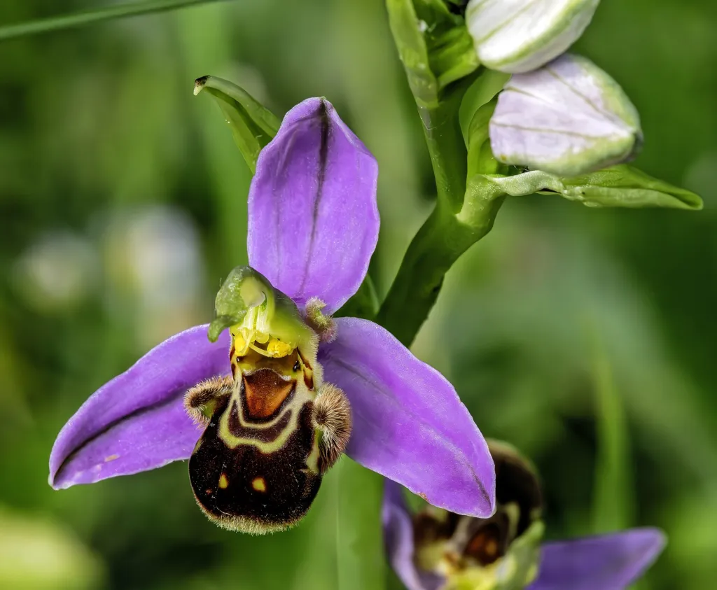 Bienen-Ragwurz (Ophrys apifera) – Blüten in Nahaufnahme, Pflanzenfoto