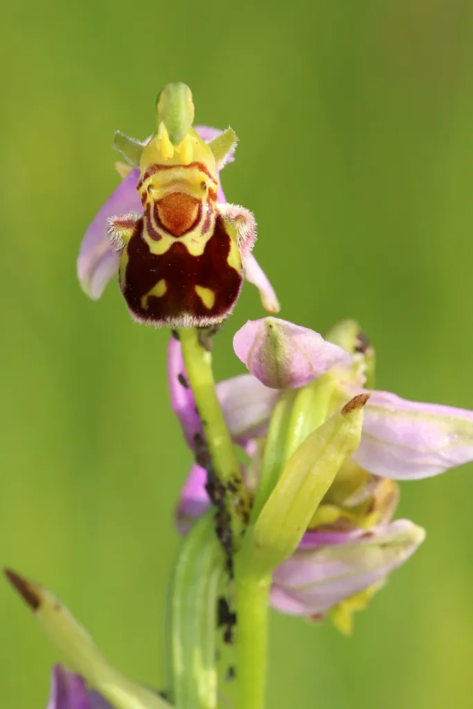 Bienen-Ragwurz (Ophrys apifera) – typisches Erscheinungsbild, Pflanzenfoto