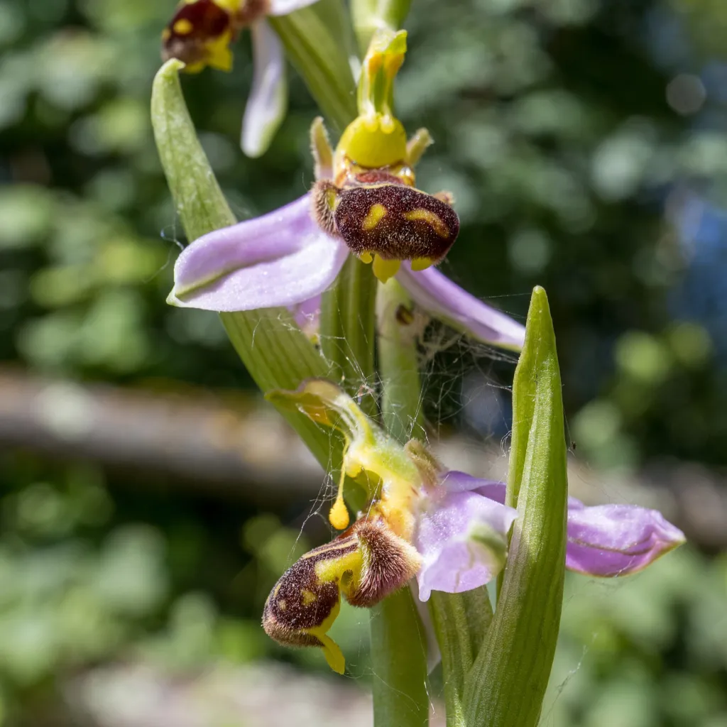 Bienen-Ragwurz (Ophrys apifera) – typisches Erscheinungsbild, Pflanzenfoto