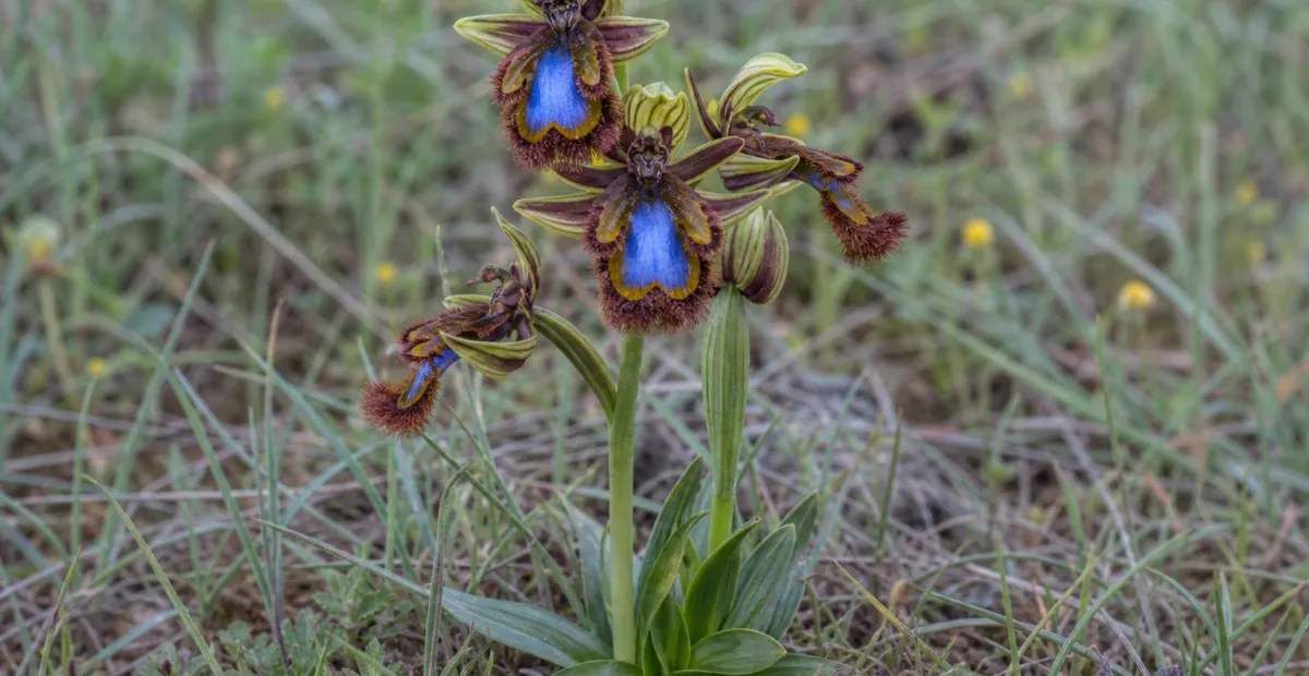 Ophrys speculum – plant photo