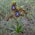 Ophrys speculum care guide (Ophrys speculum) – plant photo