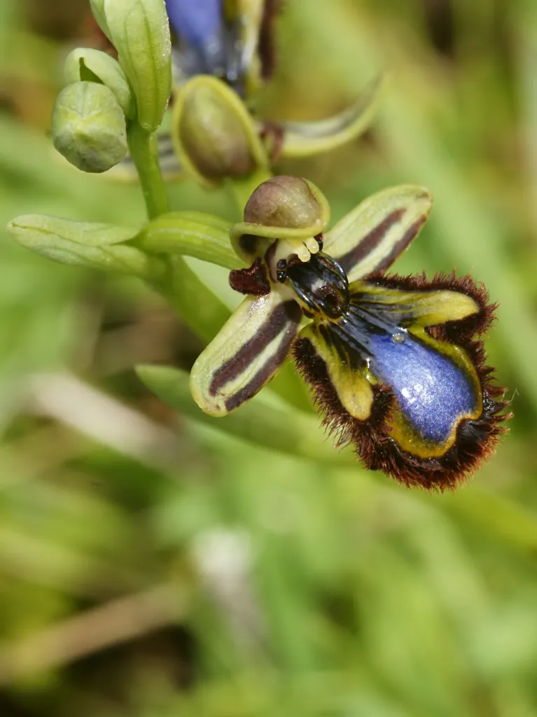 Ophrys speculum care guide (Ophrys speculum) – flowers in close-up, plant photo