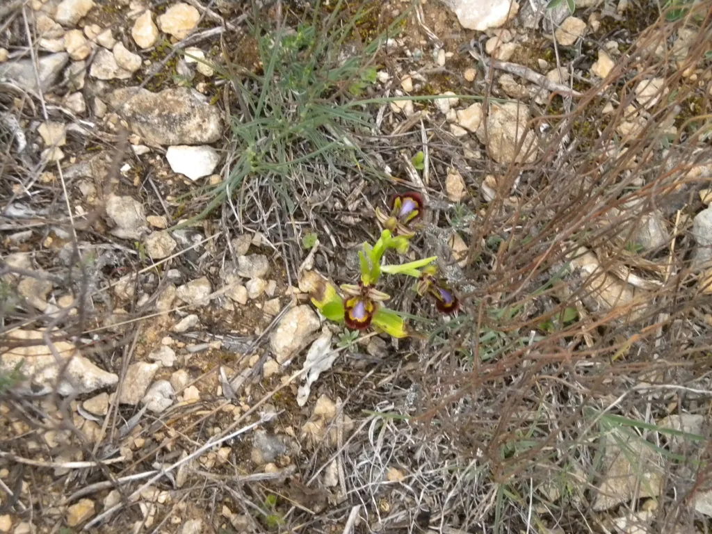 Ophrys speculum care guide (Ophrys speculum) – characteristic appearance, plant photo