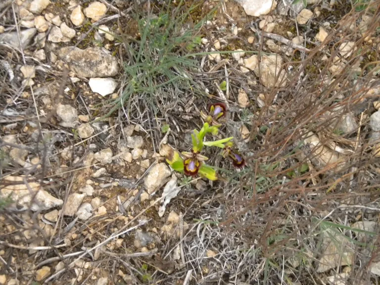 Ophrys speculum care guide (Ophrys speculum) – characteristic appearance, plant photo