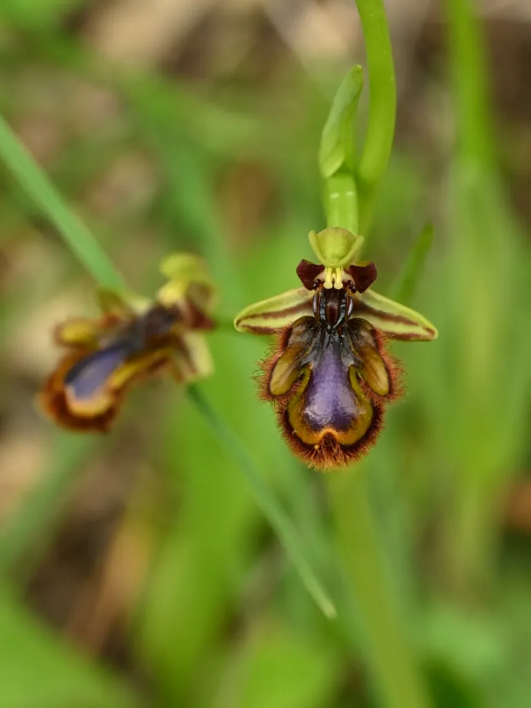 Ophrys speculum care guide (Ophrys speculum) – characteristic appearance, plant photo