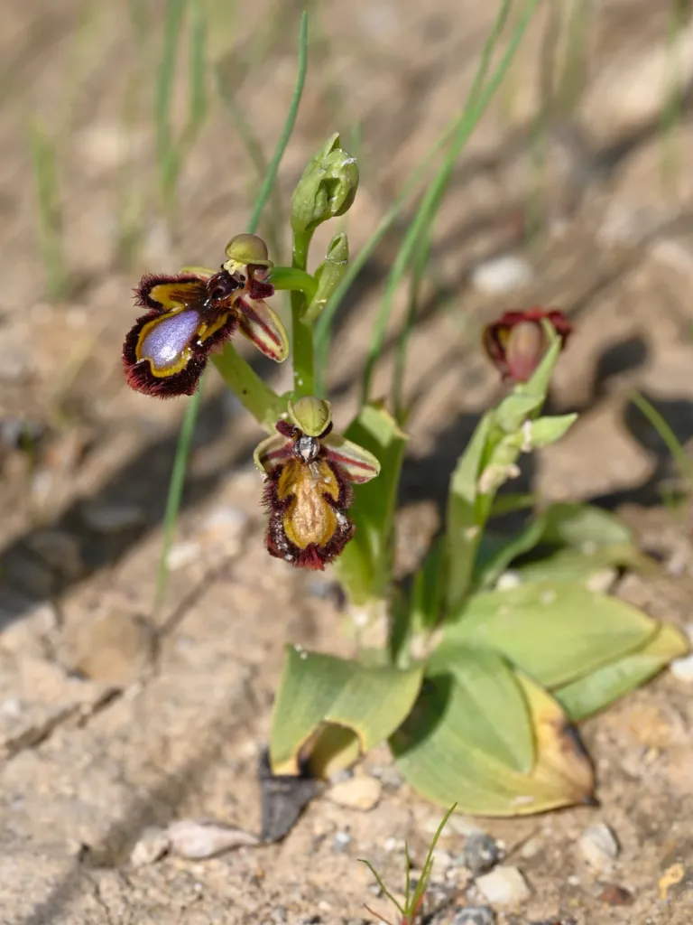 Ophrys speculum care guide (Ophrys speculum) – characteristic appearance, plant photo