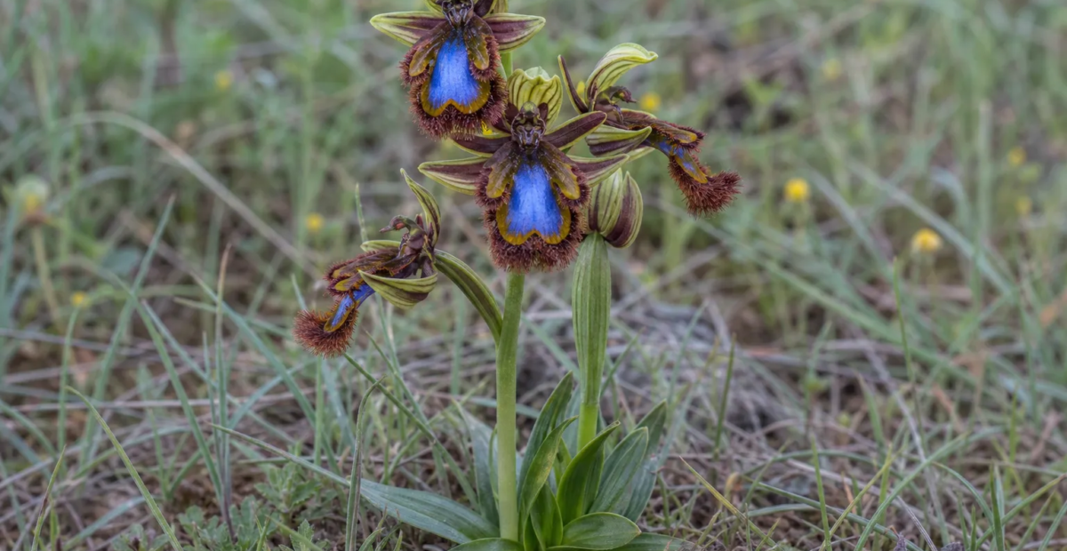Ophrys speculum – fotografia rastliny