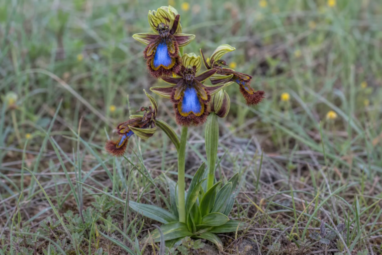 Ophrys speculum