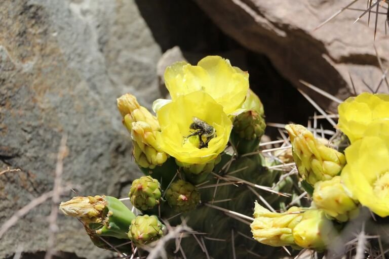 Opuntia ficus 'Indica'