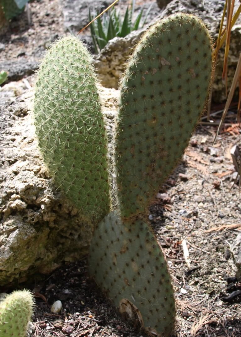 Opuntia scheeri