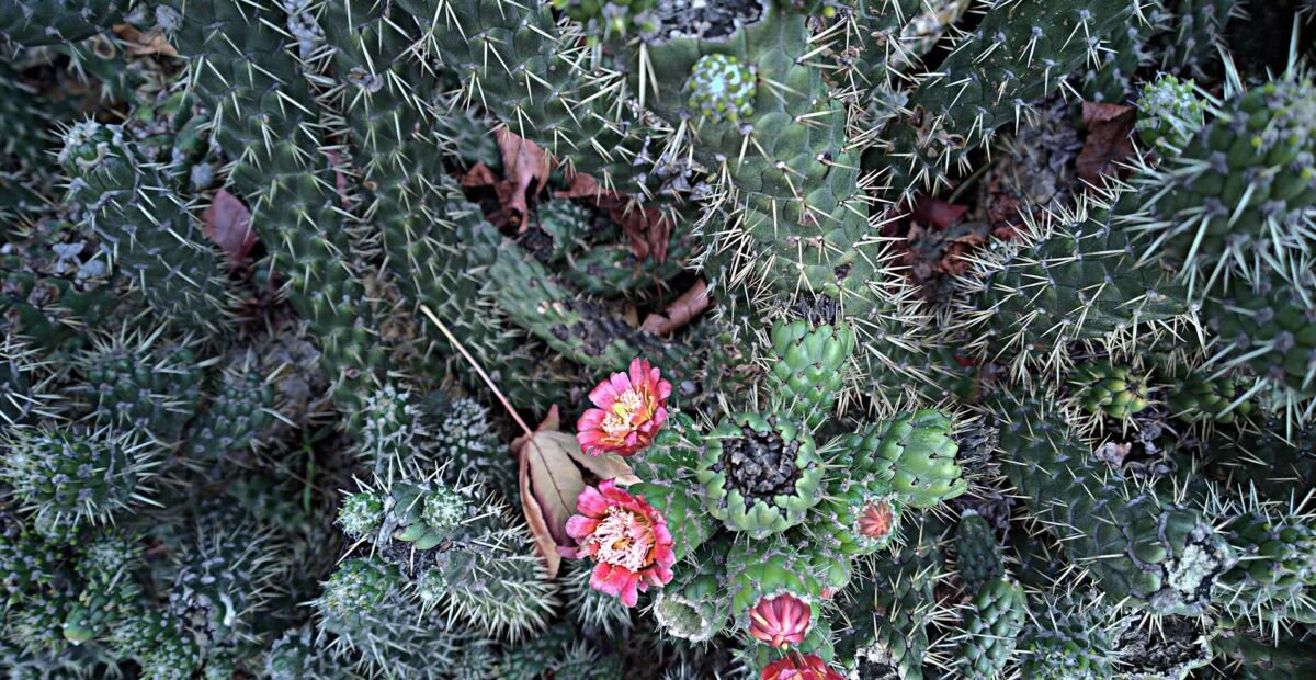 opunciovec šidlovitý (Austrocylindropuntia subulata) – fotografia rastliny