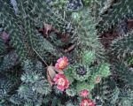 Opunciovec šidlovitý (Austrocylindropuntia subulata) – pestovanie a starostlivosť
