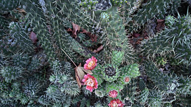 Austrocylindropuntia subulata