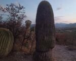 Opunciovité (Cactaceae) – pestovanie a starostlivosť