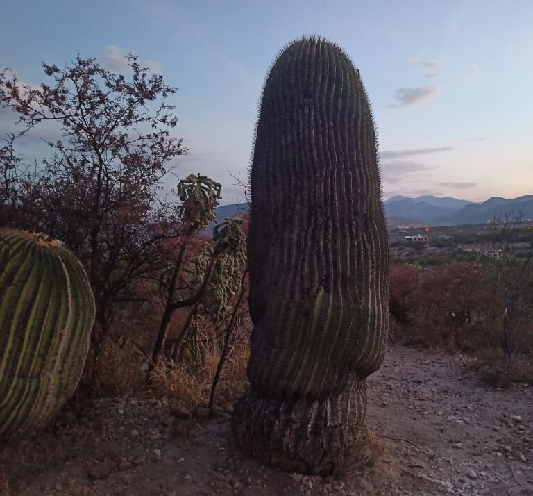 Cactaceae