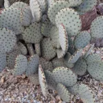 Beavertail Pricklypear (Opuntia basilaris) – plant photo