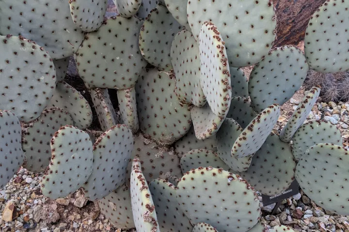 Opuntia basilaris