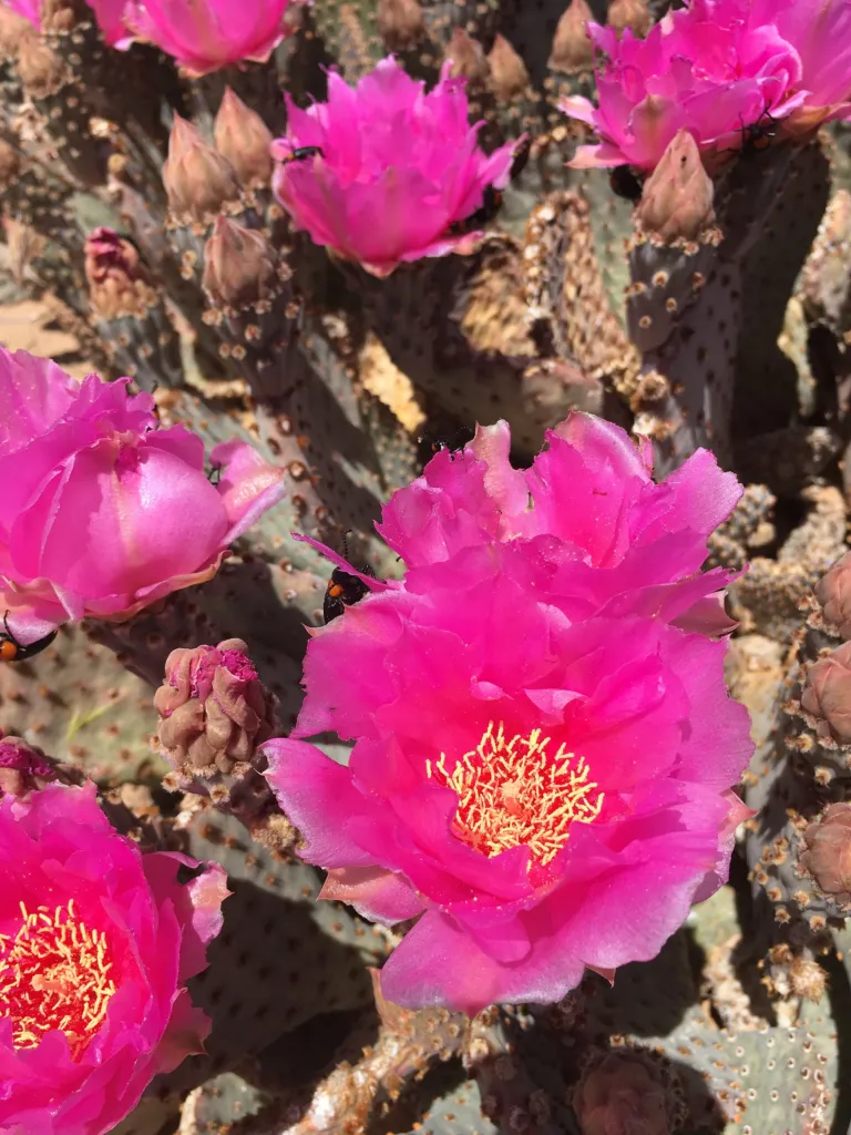 Beavertail Pricklypear (Opuntia basilaris) – flowers in close-up, plant photo