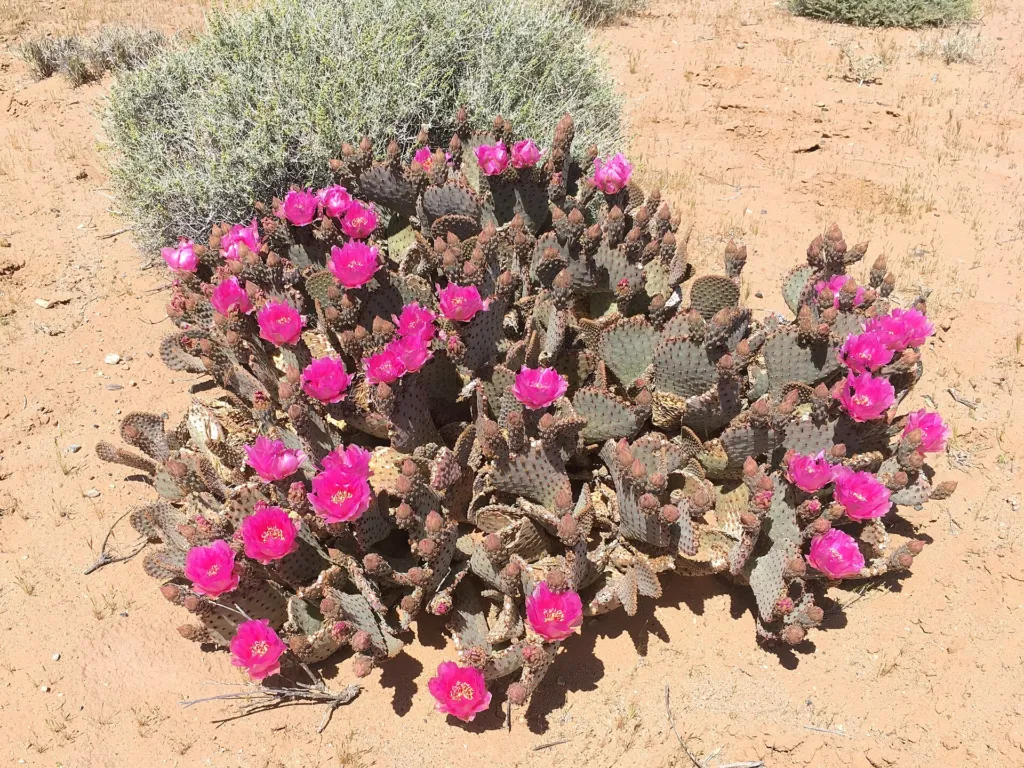 Beavertail Pricklypear (Opuntia basilaris) – flowers in close-up, plant photo