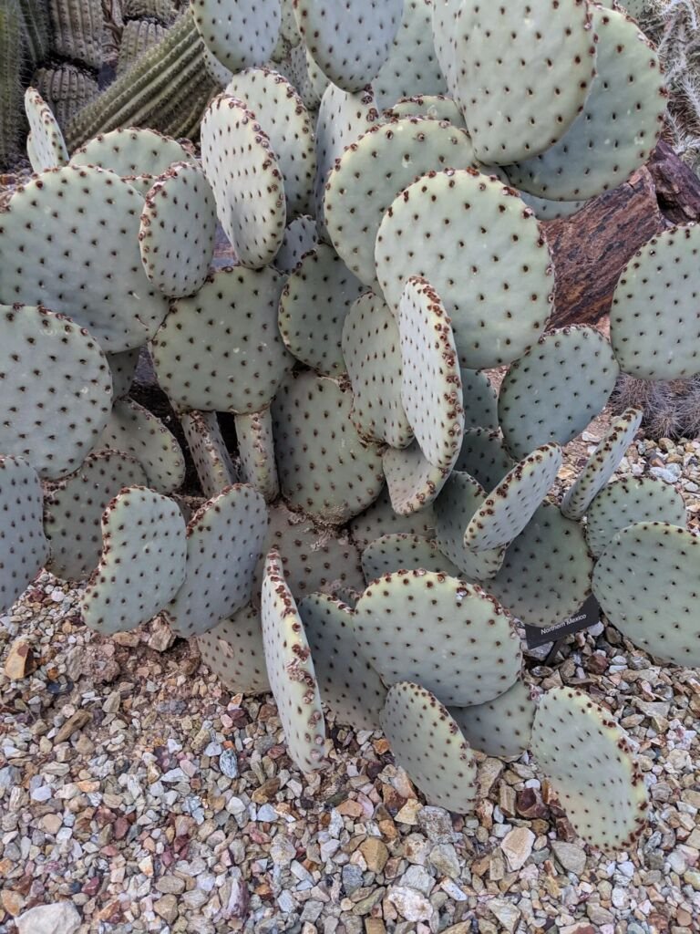 Opuntia basilaris