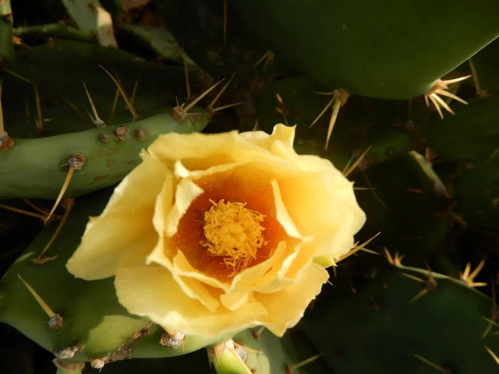 Feigenkaktus (Opuntia ficus 'Indica') – Blüten in Nahaufnahme, Pflanzenfoto