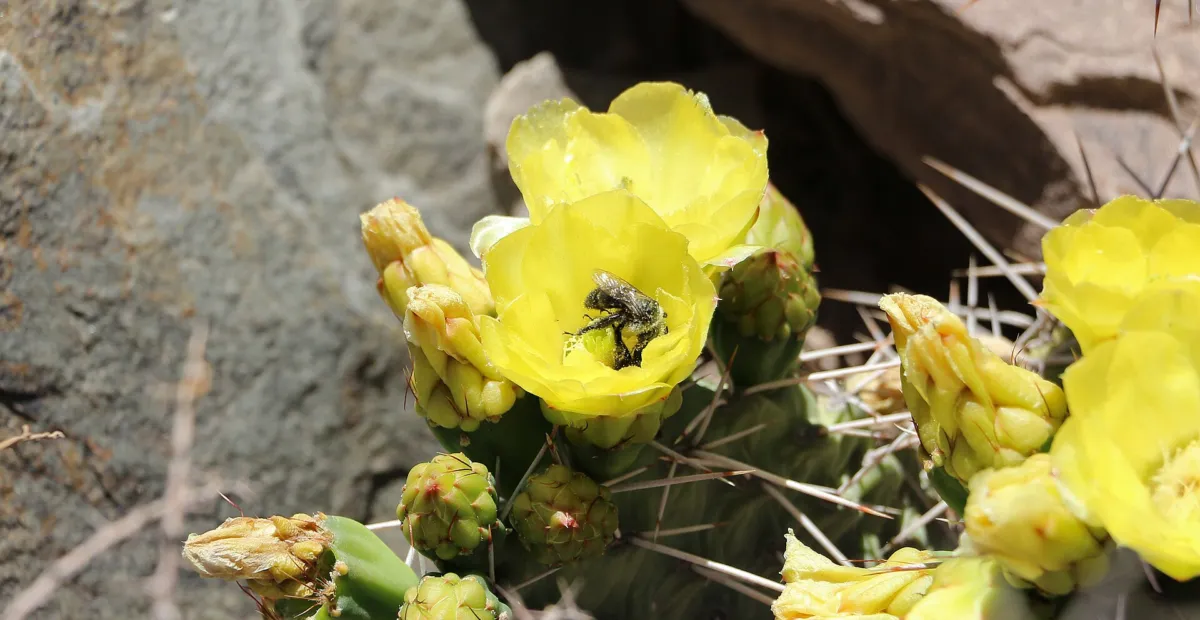 Opuntia ficus 'Indica' – plant photo