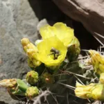 Indica (Opuntia ficus ‘Indica’) (Opuntia ficus 'Indica') – plant photo